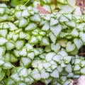 Spotted dead-nettle lat. Lamium maculatum, an ornamental culti